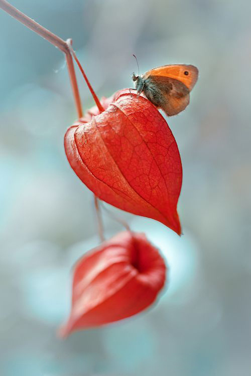 锦灯笼，果实很漂亮的茄科多年生草本锦灯笼美图