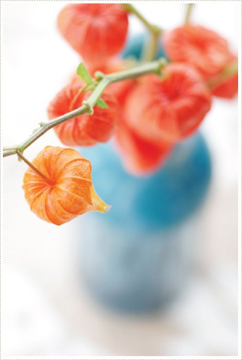 锦灯笼，果实很漂亮的茄科多年生草本锦灯笼美图