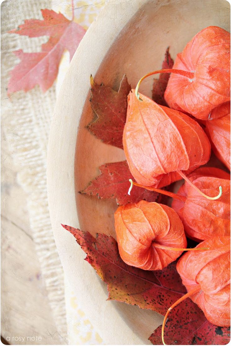 锦灯笼，果实很漂亮的茄科多年生草本锦灯笼美图