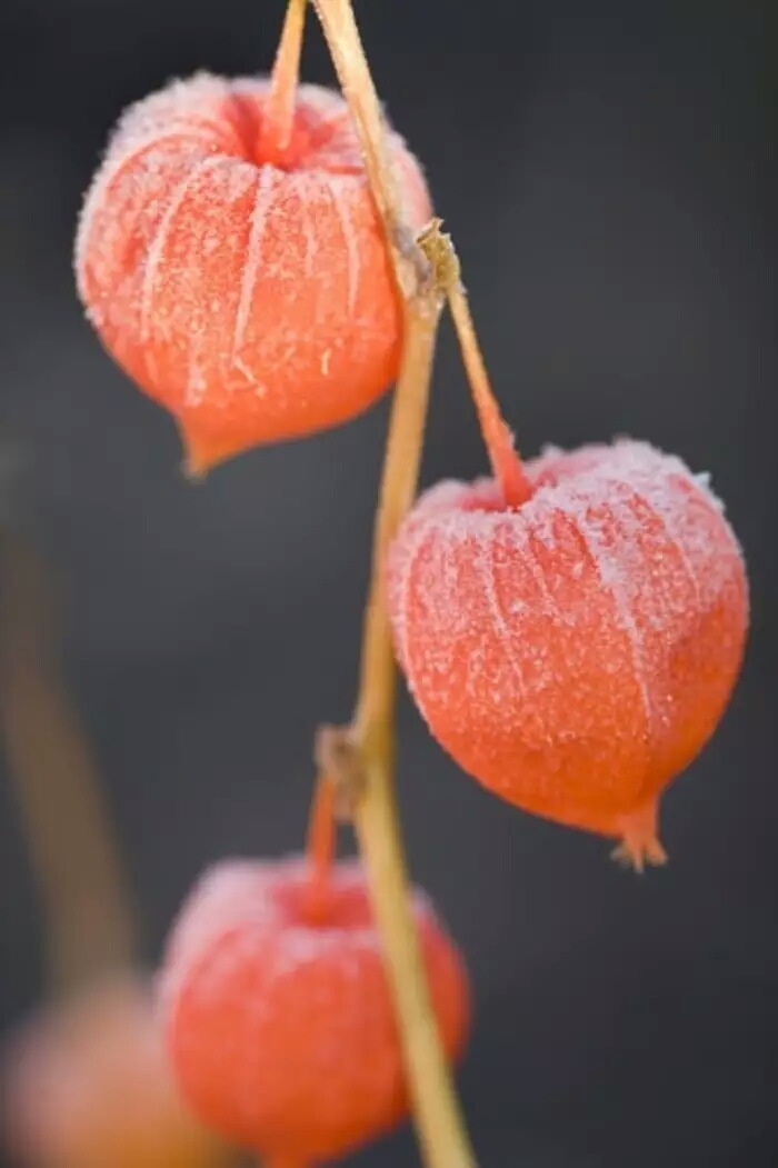 锦灯笼，果实很漂亮的茄科多年生草本锦灯笼美图