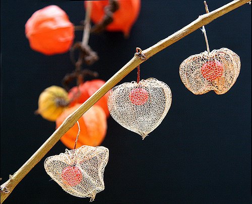 锦灯笼，果实很漂亮的茄科多年生草本锦灯笼美图