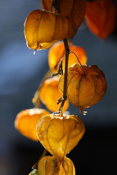 锦灯笼，果实很漂亮的茄科多年生草本锦灯笼美图