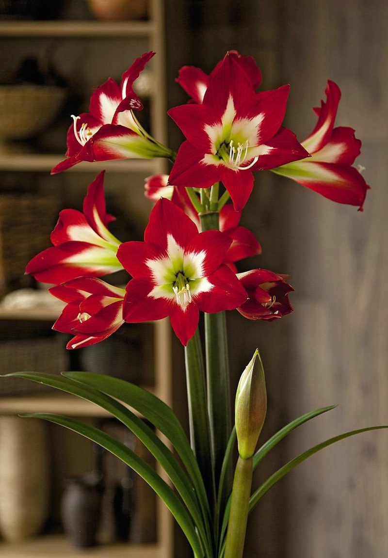 朱顶红图片，红红火火的漂亮花卉朱顶红唯美图片