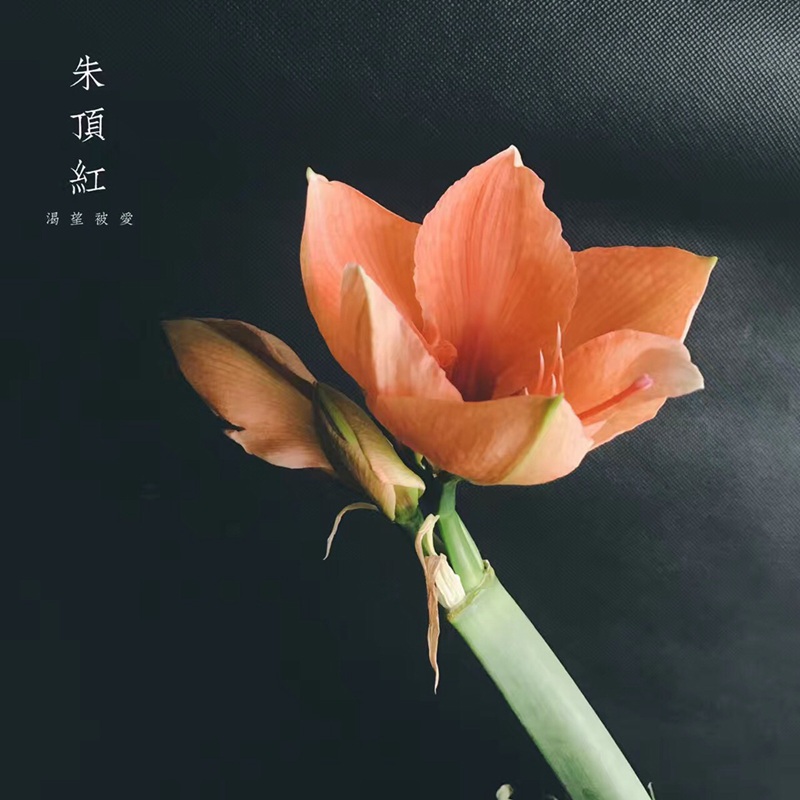 朱顶红图片，红红火火的漂亮花卉朱顶红唯美图片