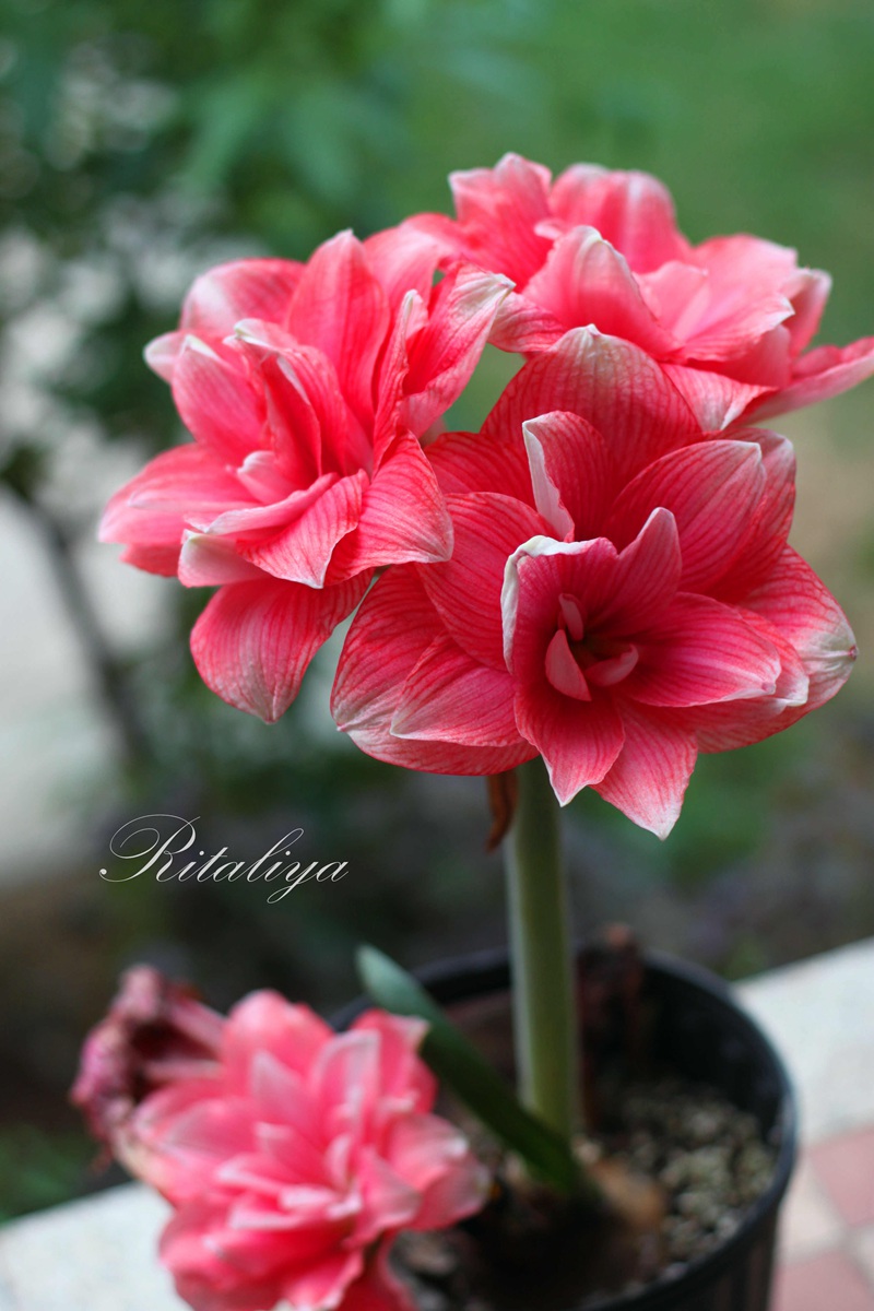 朱顶红图片，红红火火的漂亮花卉朱顶红唯美图片