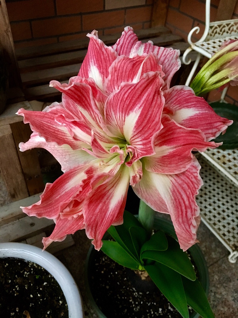 朱顶红图片，红红火火的漂亮花卉朱顶红唯美图片