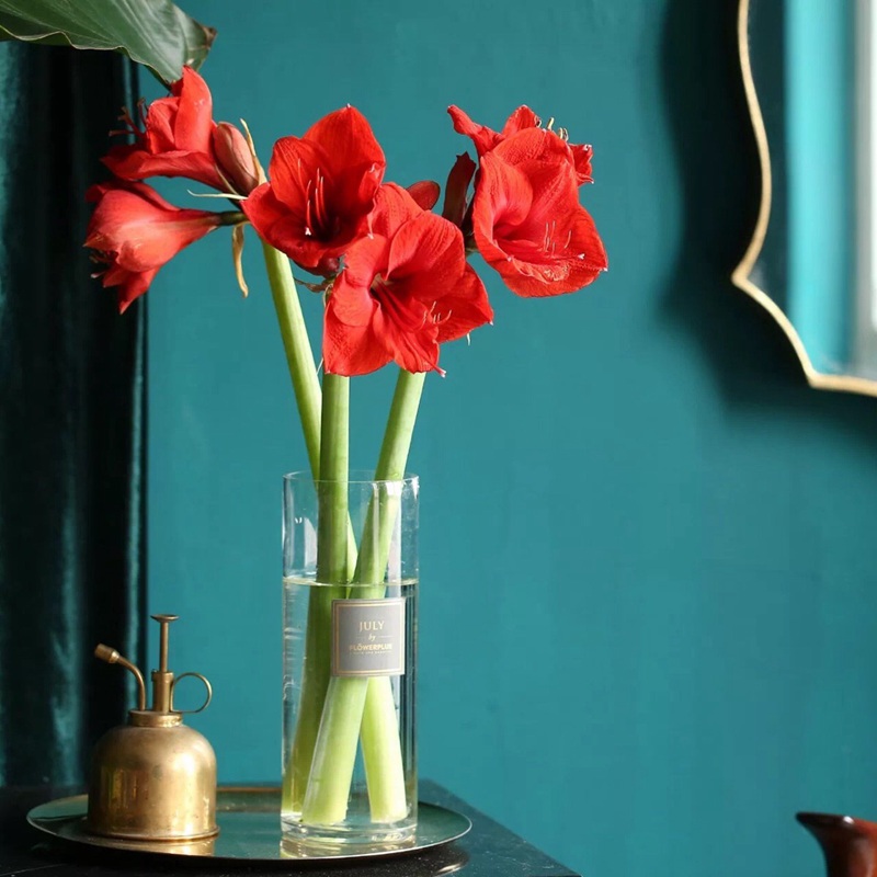 朱顶红图片，红红火火的漂亮花卉朱顶红唯美图片