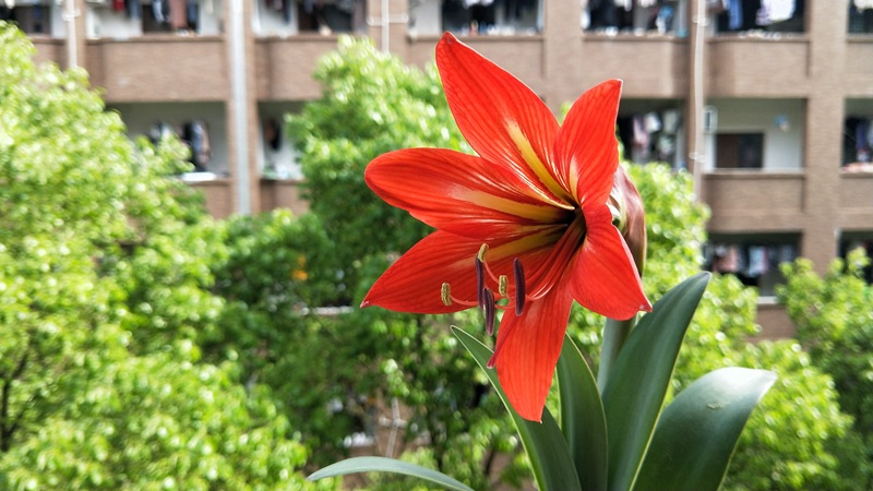 朱顶红图片，红红火火的漂亮花卉朱顶红唯美图片