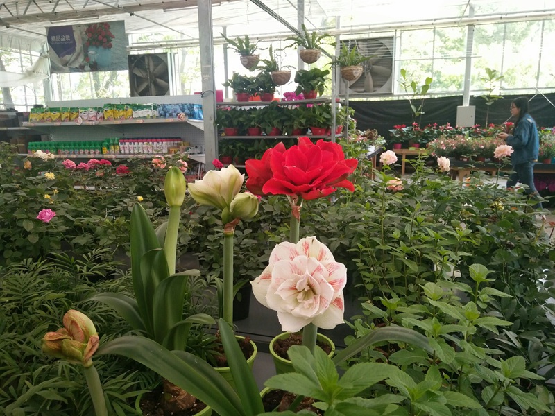 朱顶红图片，红红火火的漂亮花卉朱顶红唯美图片