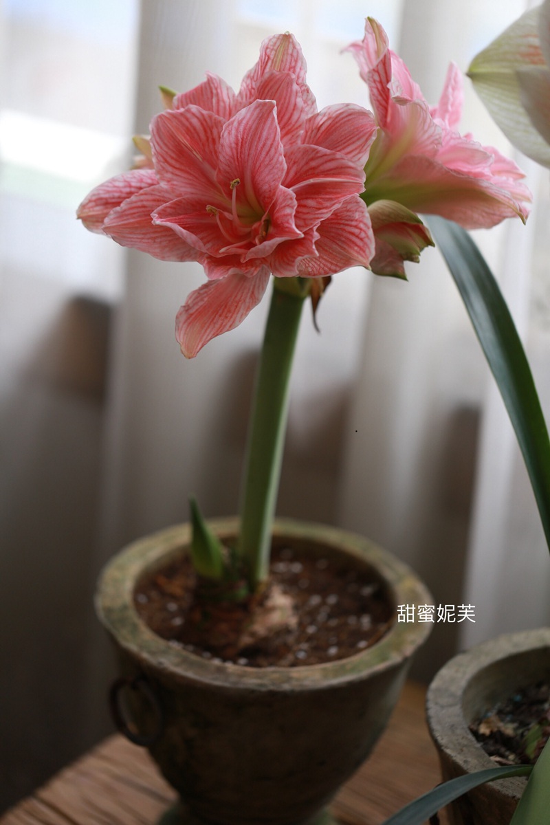 朱顶红图片，红红火火的漂亮花卉朱顶红唯美图片