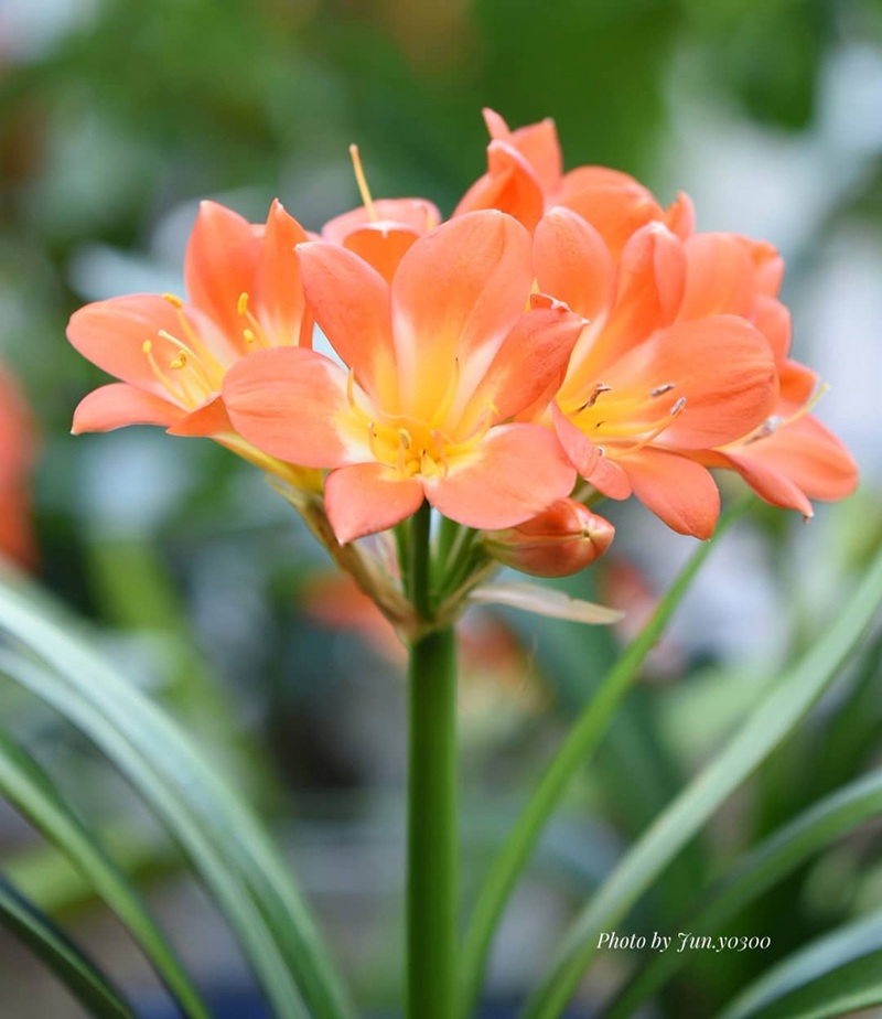 朱顶红图片，红红火火的漂亮花卉朱顶红唯美图片