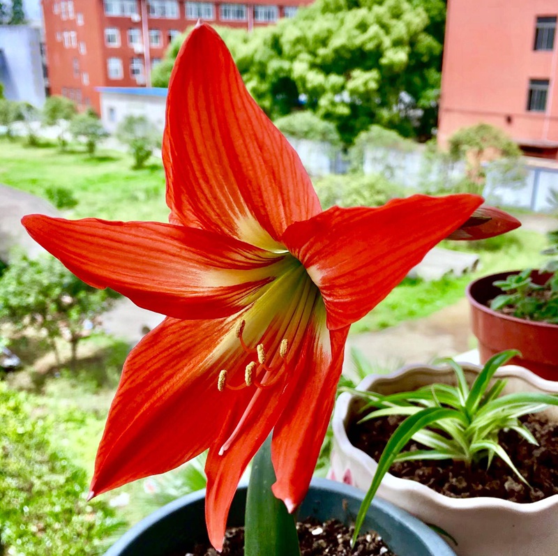 朱顶红图片，红红火火的漂亮花卉朱顶红唯美图片