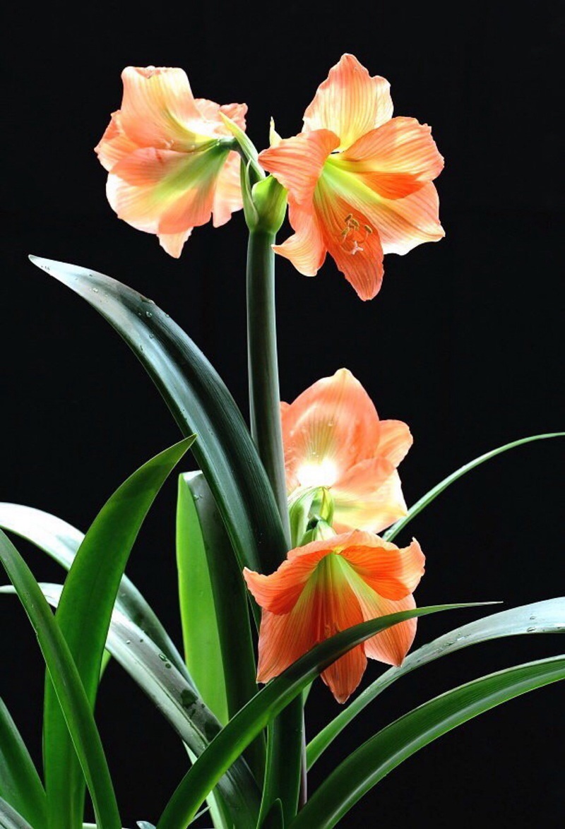 朱顶红图片，红红火火的漂亮花卉朱顶红唯美图片