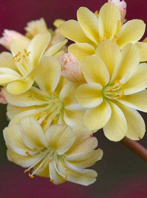 多种艳丽色彩，花开颜色各不同的露薇花图片