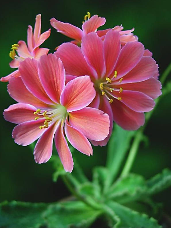 多种艳丽色彩，花开颜色各不同的露薇花图片