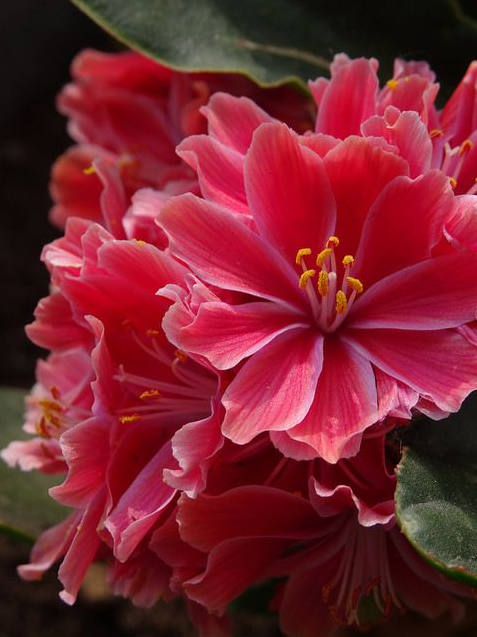 多种艳丽色彩，花开颜色各不同的露薇花图片