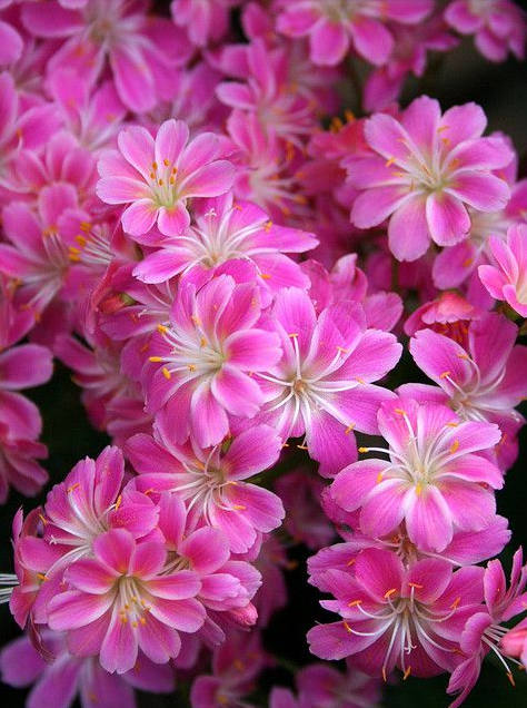 多种艳丽色彩，花开颜色各不同的露薇花图片