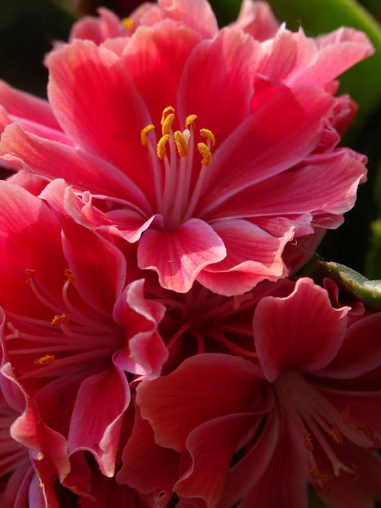 多种艳丽色彩，花开颜色各不同的露薇花图片