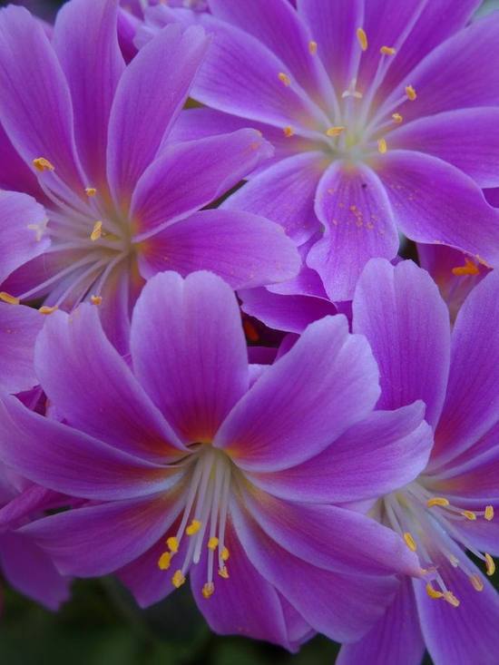 多种艳丽色彩，花开颜色各不同的露薇花图片