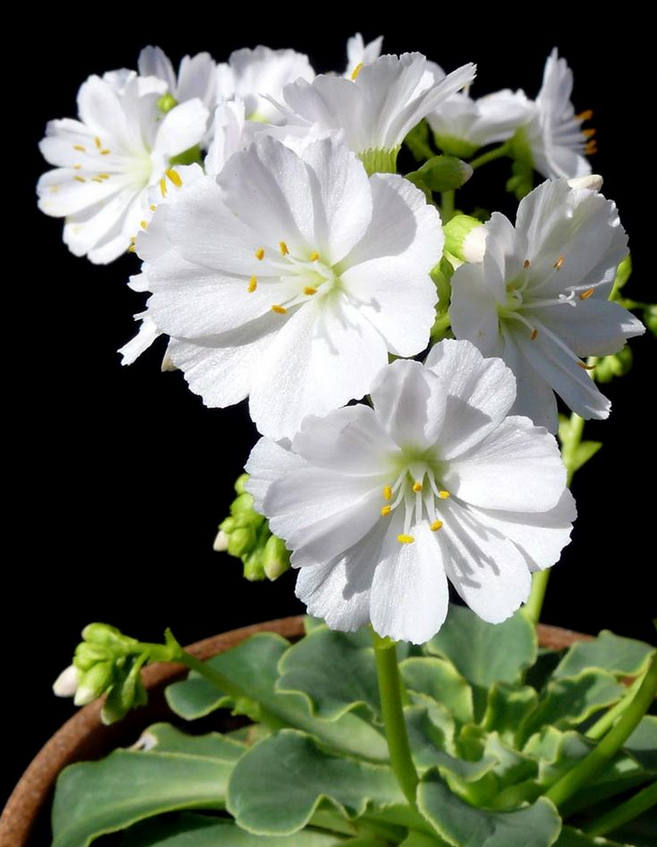 多种艳丽色彩，花开颜色各不同的露薇花图片