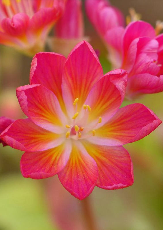 多种艳丽色彩，花开颜色各不同的露薇花图片