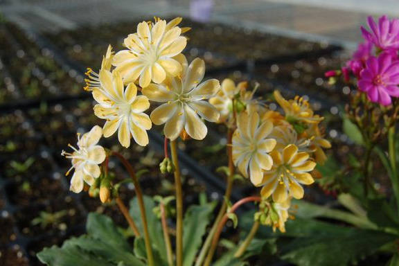 多种艳丽色彩，花开颜色各不同的露薇花图片