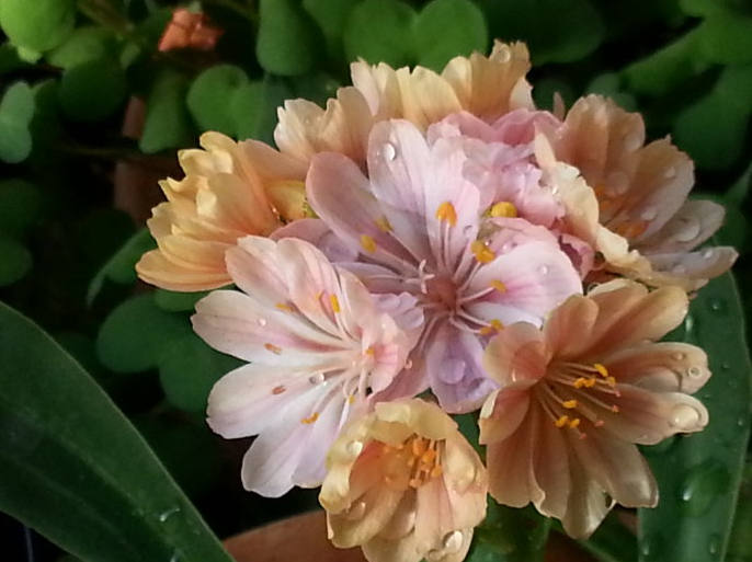 多种艳丽色彩，花开颜色各不同的露薇花图片