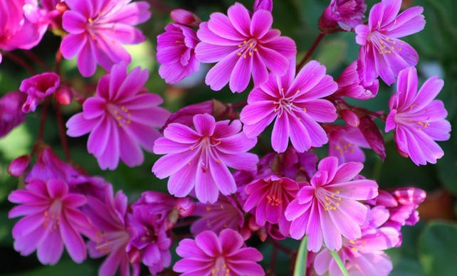 多种艳丽色彩，花开颜色各不同的露薇花图片