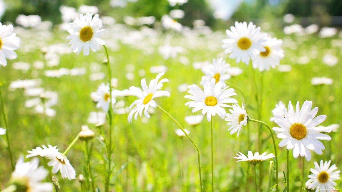 白色优雅雏菊花图片