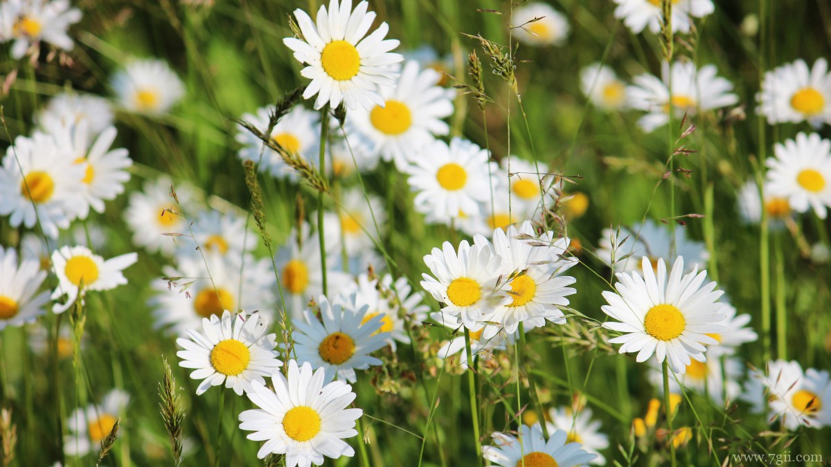 白色优雅雏菊花图片