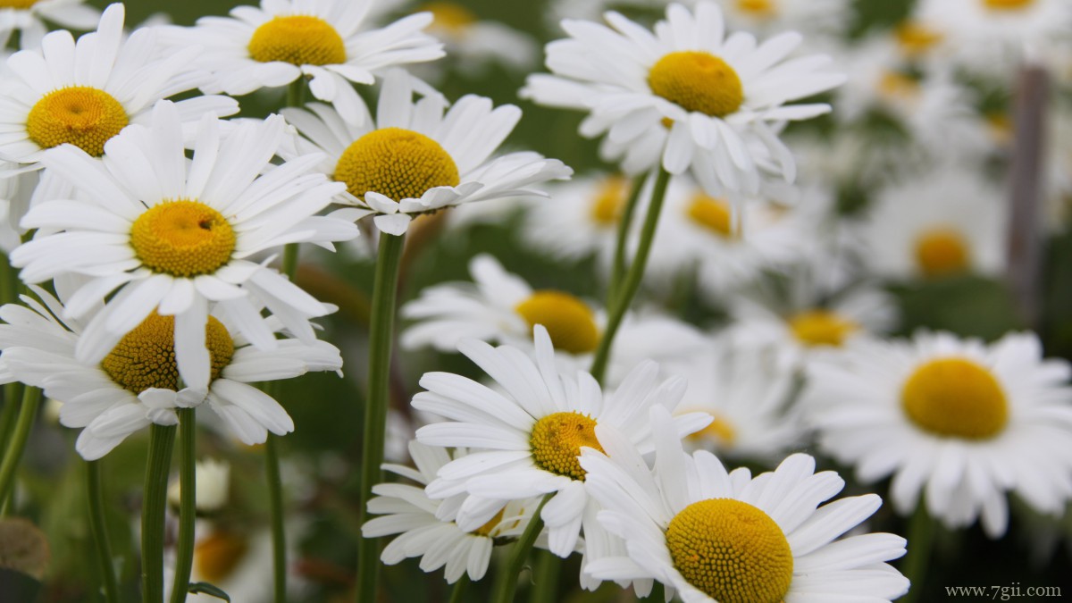 白色优雅雏菊花图片