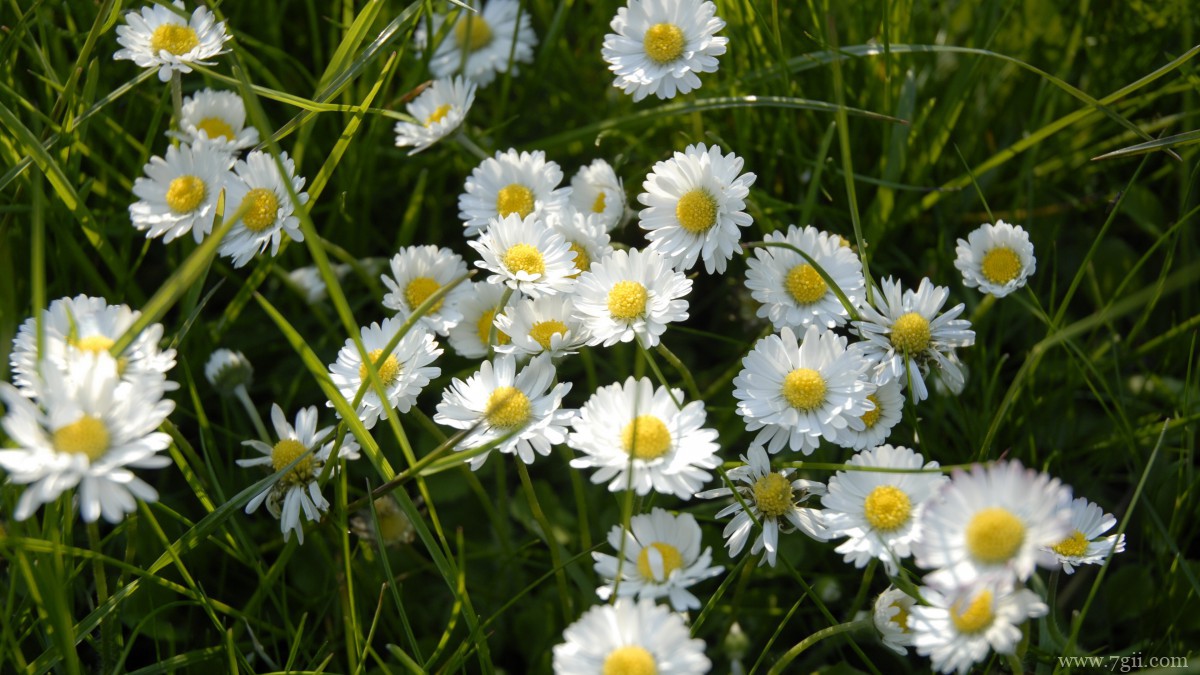 白色优雅雏菊花图片