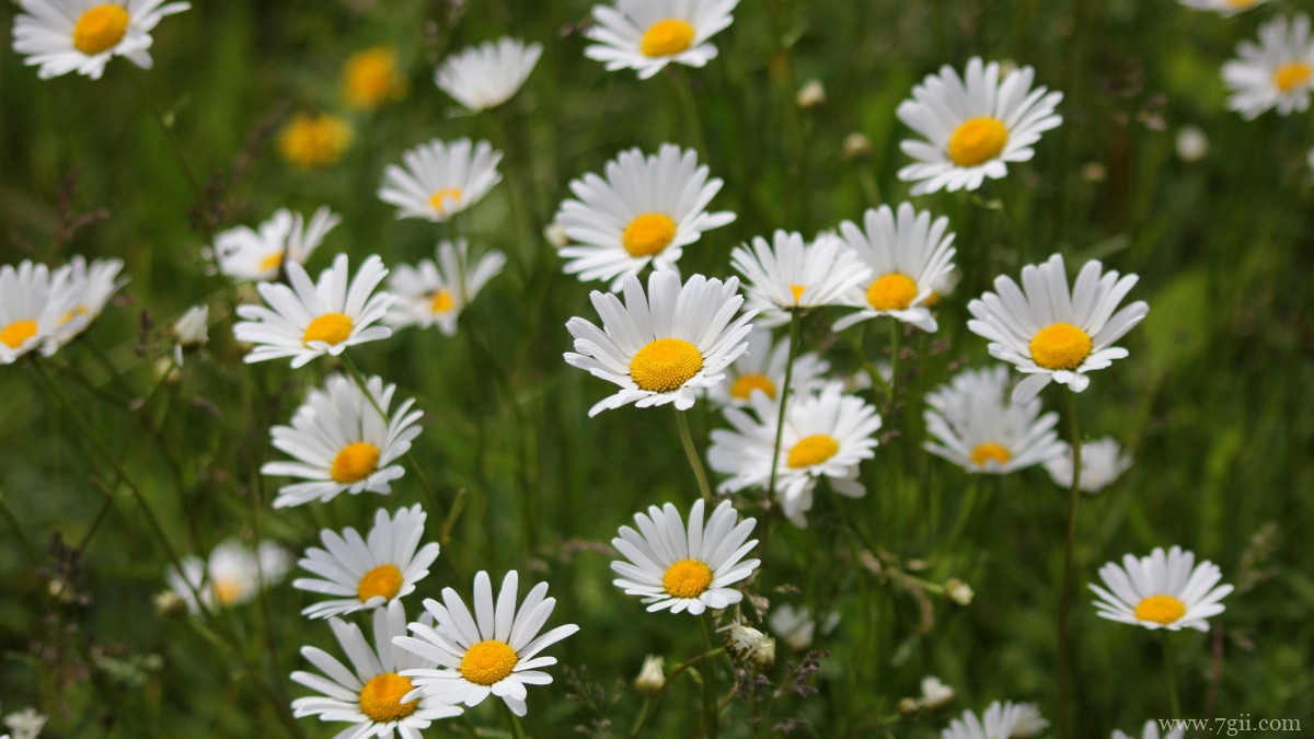 白色优雅雏菊花图片