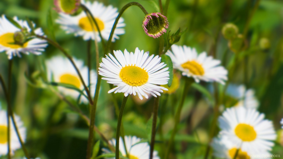 白色优雅雏菊花图片
