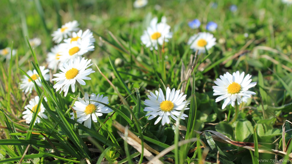 白色优雅雏菊花图片