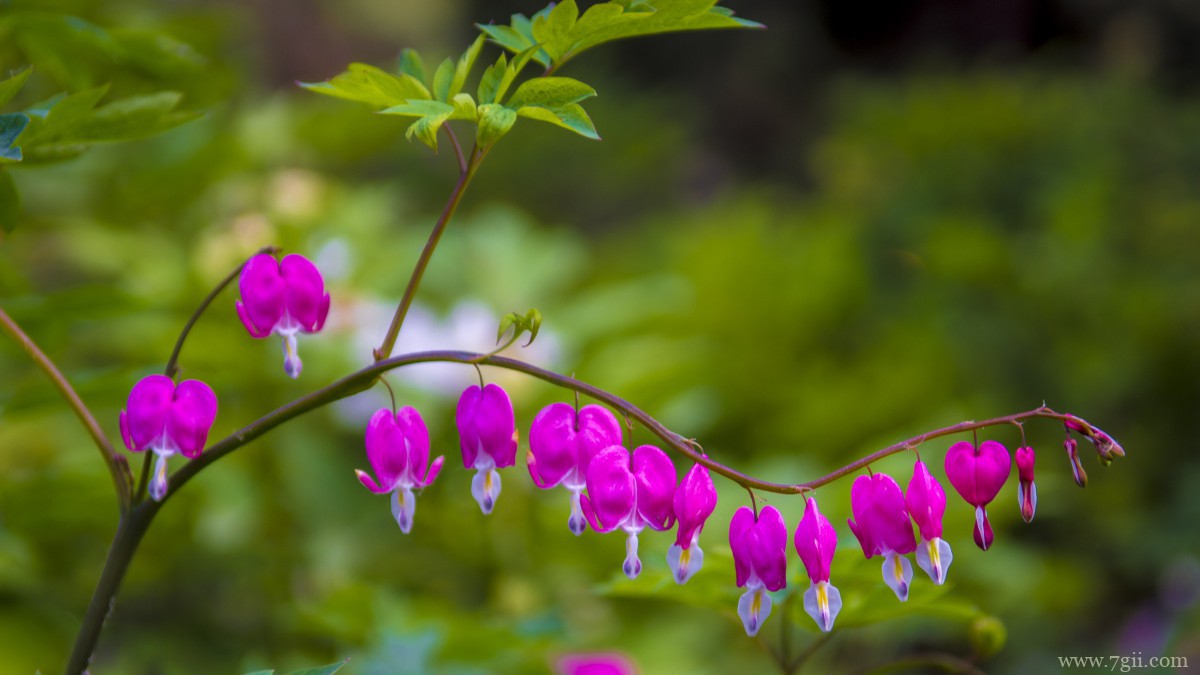 荷包牡丹图片和花语
