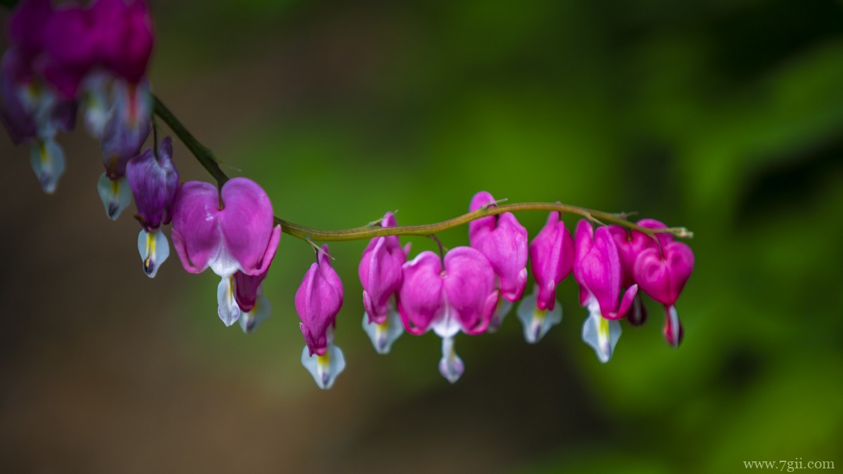 荷包牡丹图片和花语