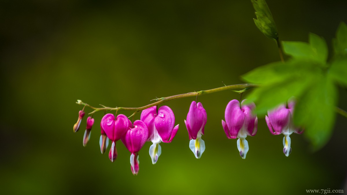 荷包牡丹图片和花语