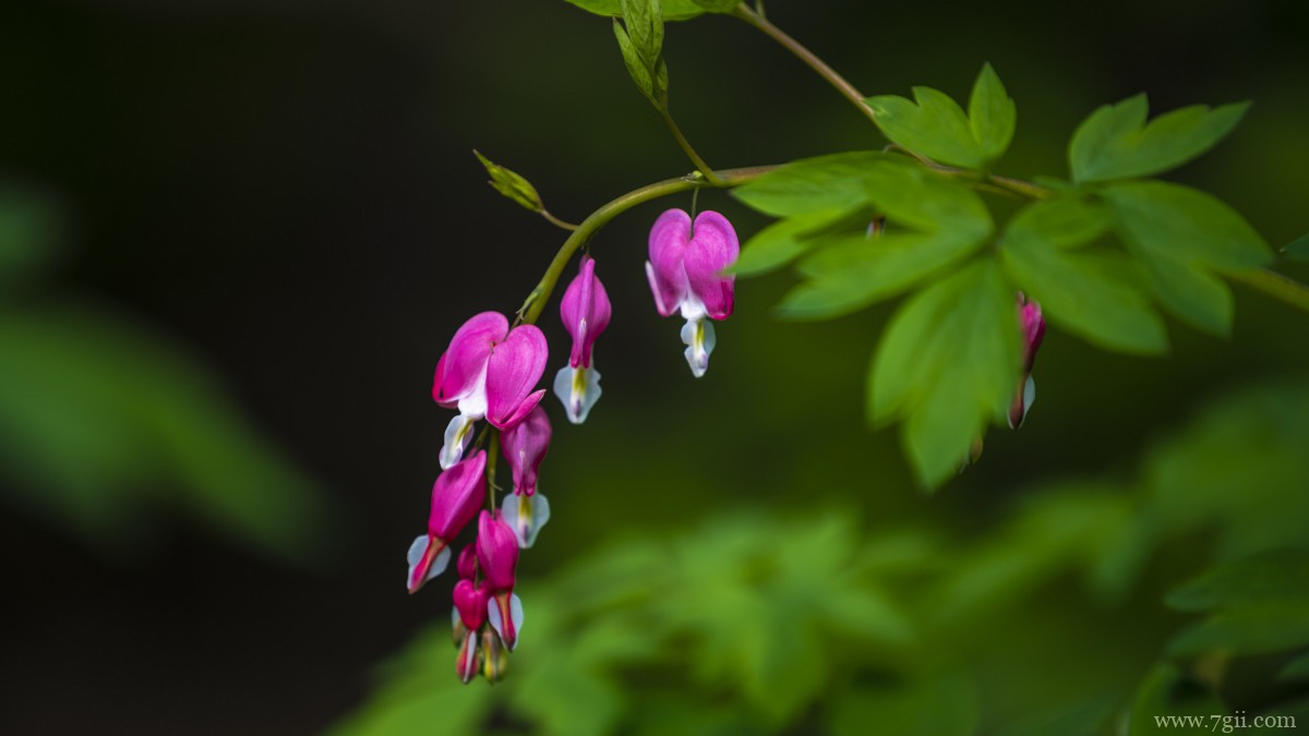 荷包牡丹图片和花语