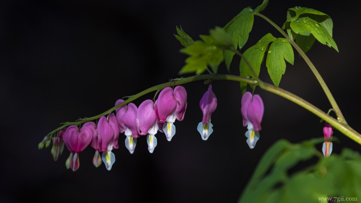 荷包牡丹图片和花语