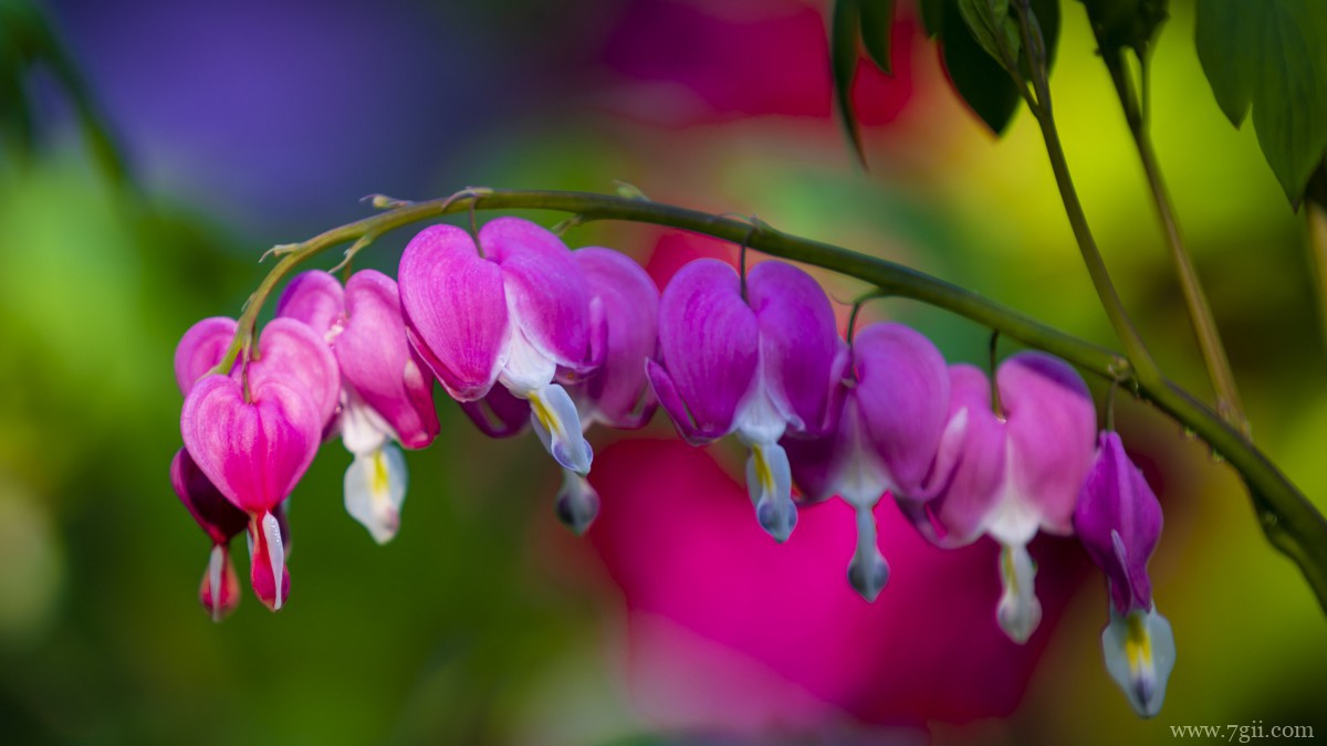 荷包牡丹图片和花语