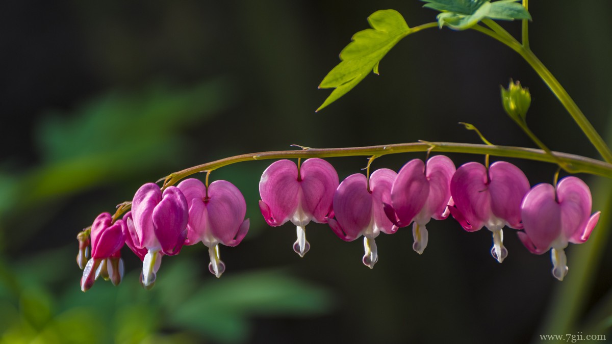 荷包牡丹图片和花语