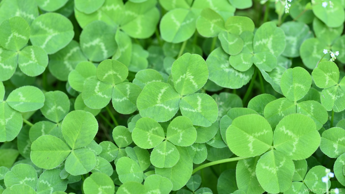 高清三叶草图片