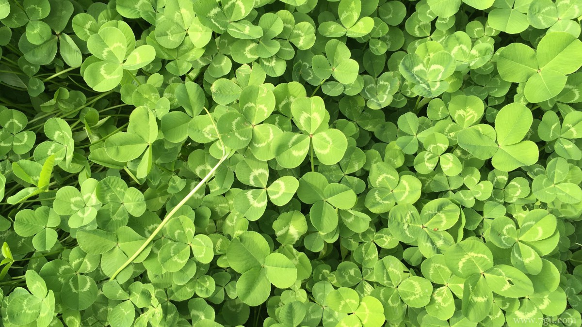 高清三叶草图片