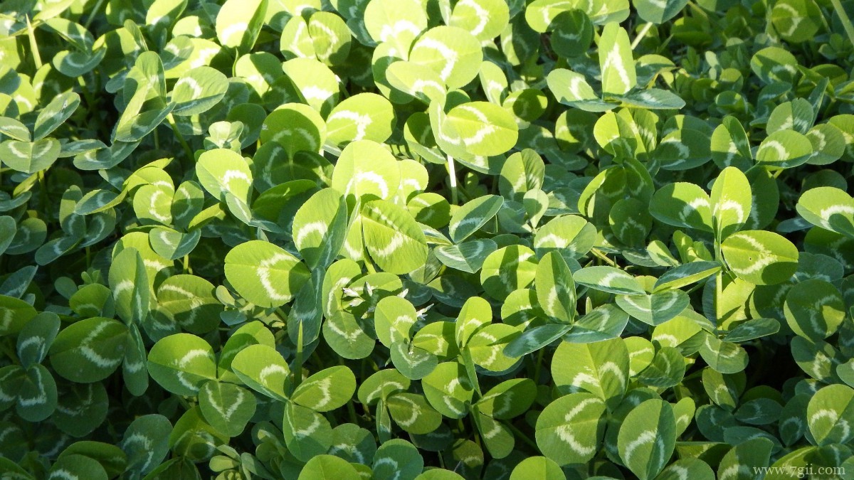 高清三叶草图片