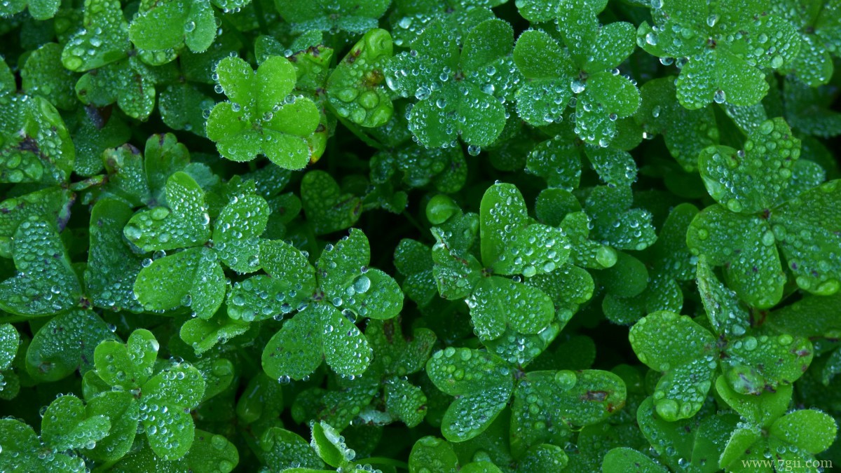 高清三叶草图片