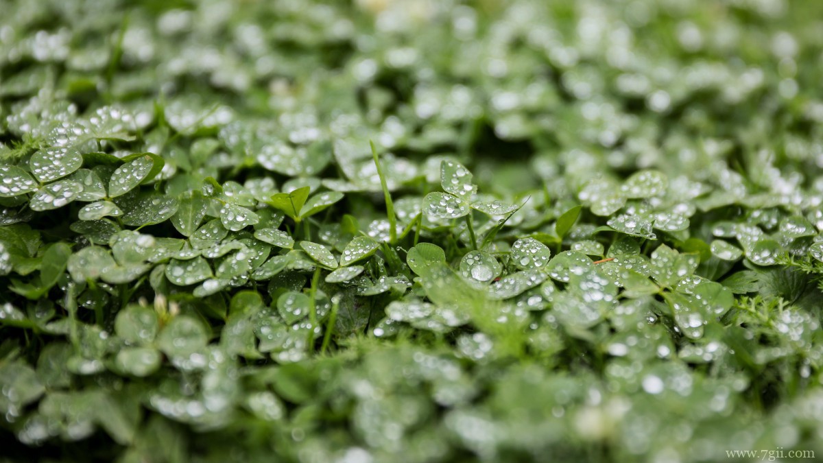 高清三叶草图片