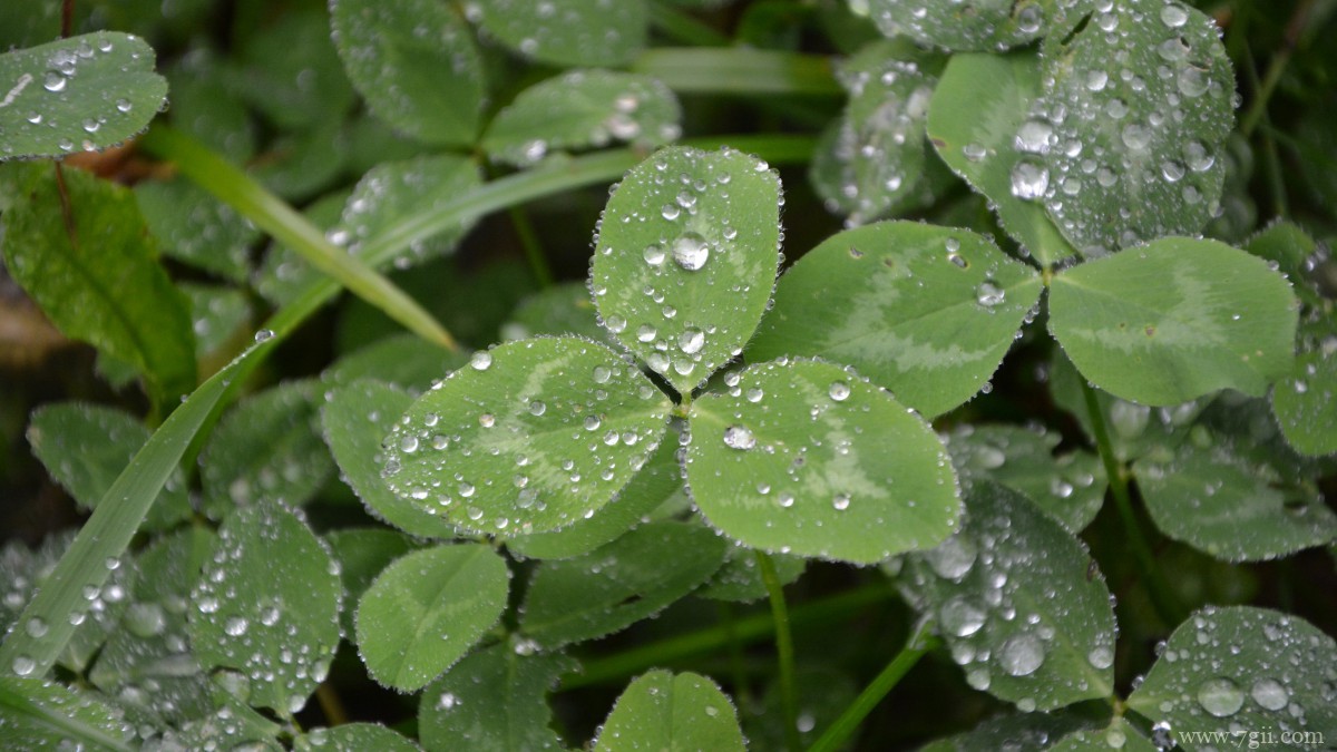 高清三叶草图片
