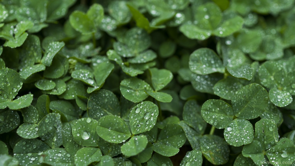 高清三叶草图片