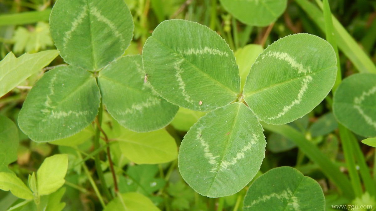 高清三叶草图片